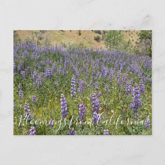 Bloomings aus Kalifornien: Sky Lupines Postkarte (Vorderseite)