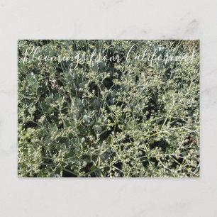 Bloomings aus Kalifornien: St. Catherine’s Lace Postkarte