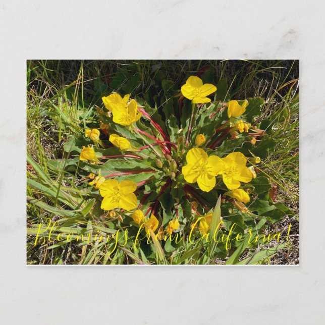 Bloomings aus Kalifornien: Sun Cups Postkarte (Vorderseite)