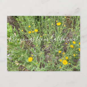 Bloomings aus Kalifornien: Telegrafenische Blume Postkarte