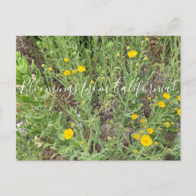 Bloomings aus Kalifornien: Telegrafenische Blume Postkarte (Vorderseite)