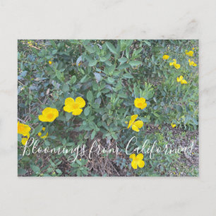 Bloomings aus Kalifornien: Tree Poppy Postcard Postkarte