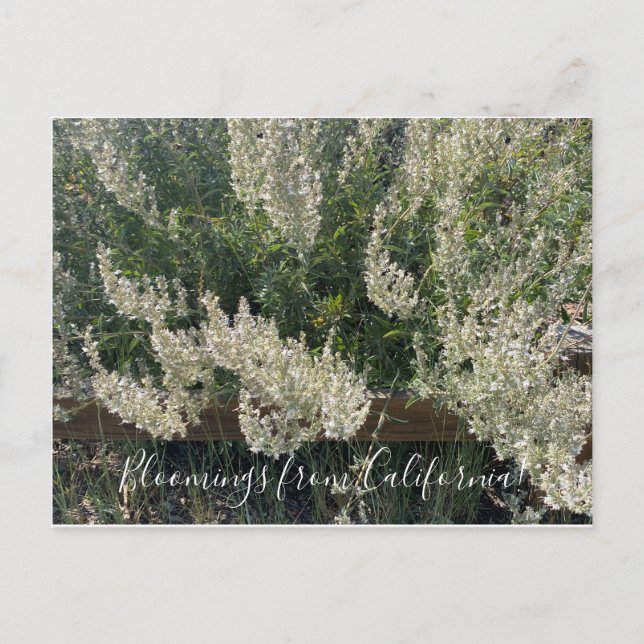Bloomings aus Kalifornien: weiße Postkarte (Vorderseite)