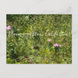 Bloomings aus Kalifornien: Wilde Rose in Kaliforni Postkarte