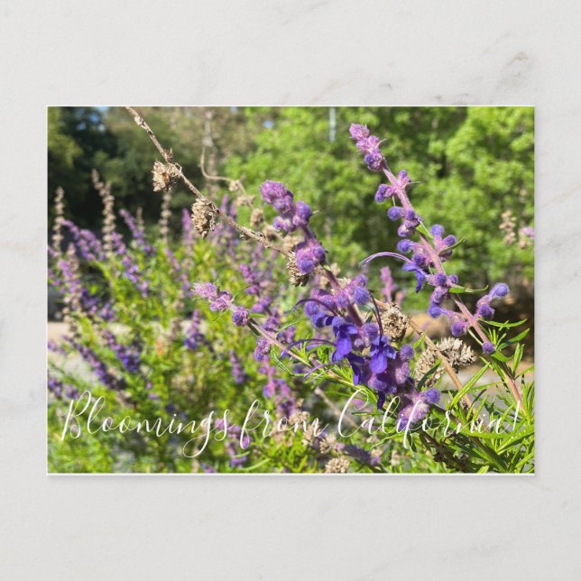 Bloomings aus Kalifornien: Wooly Bluecurls Postkarte (Vorderseite)
