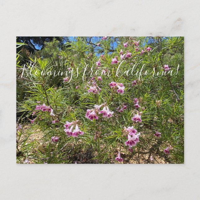 Bloomings aus Kalifornien: Wüste Willow Postkarte (Vorderseite)