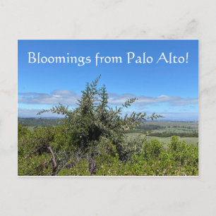 Bloomings aus Palo Alto! Postkarte