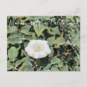 Bloomings de Californie : Carte Postale Sacred Dat