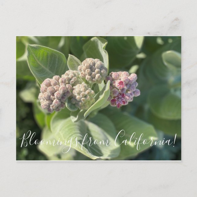 Bloomings de Californie : Carte postale Showweed M (Devant)