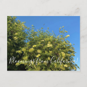 Bloomings from California : Carte postale Elderber