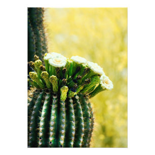 Blooms eines Saguaro Fotodruck