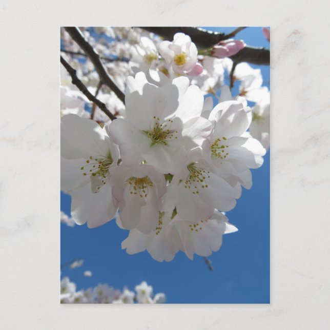 Blossom Bundle Postkarte (Vorderseite)