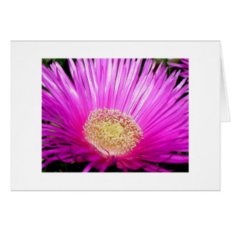 "Blossom de l'iceplant"