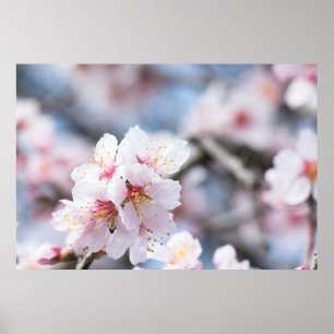 Blossom des Mandelbaums Poster