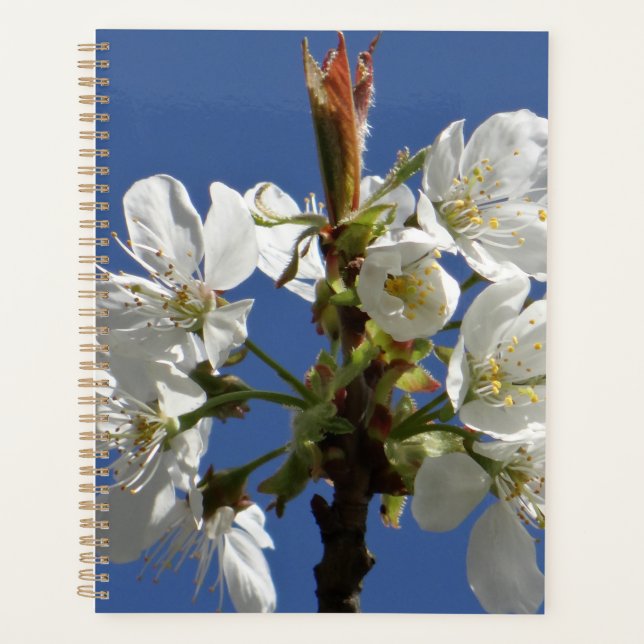 Blossom du printemps blanc (Devant)