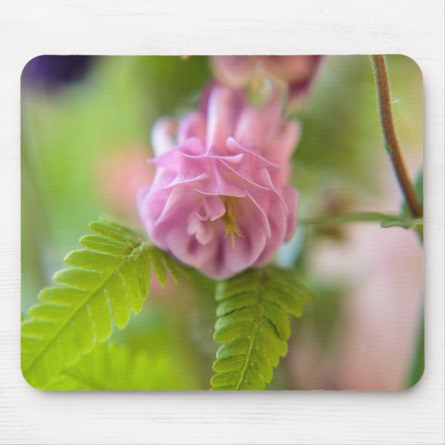 Blossom einer Aquilegia Mousepad (Vorne)