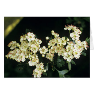 Blossom Hawthorn