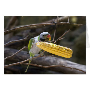 Blossom Headed Parakeet Card