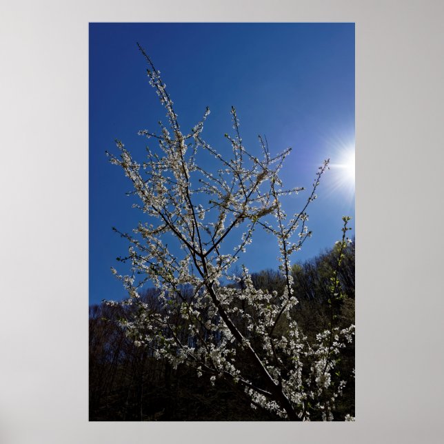Blossom-Kirsche Poster (Vorne)