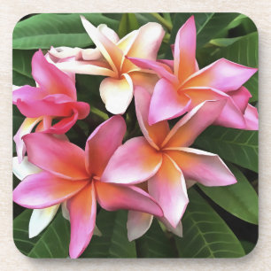 Blossom-Kranz von hellrosa Frangipani Getränkeuntersetzer