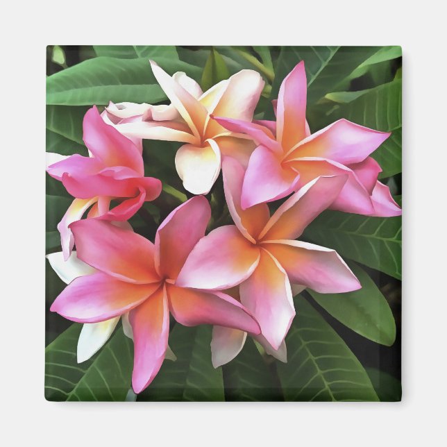 Blossom-Kranz von hellrosa Frangipani Magnet (Vorne)