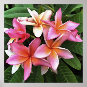 Blossom-Kranz von hellrosa Frangipani Poster