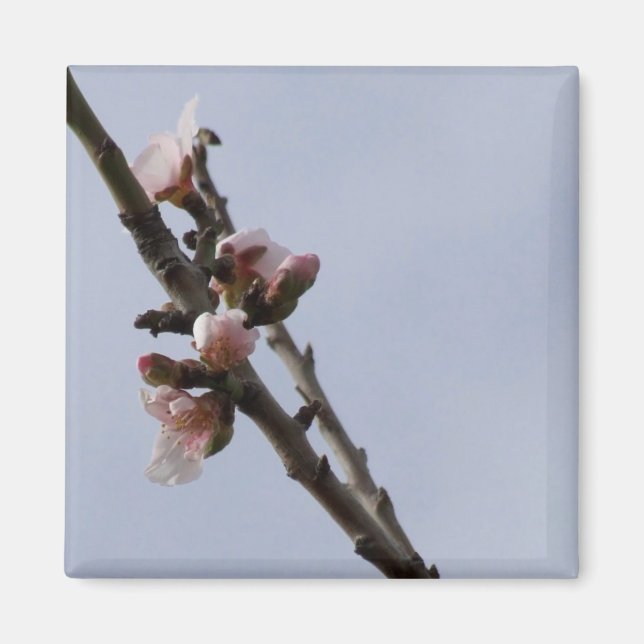 Blossom Magnet (Vorne)