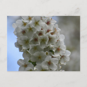 Blossom Postkarte