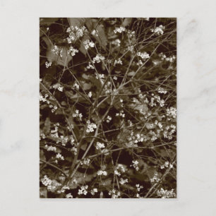 Blossom Postkarte