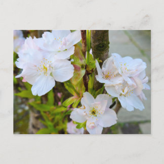 Blossom  postkarte