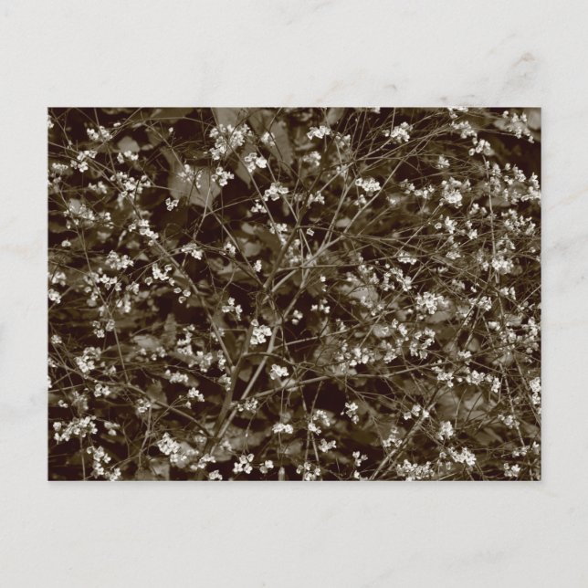 Blossom Postkarte (Vorderseite)