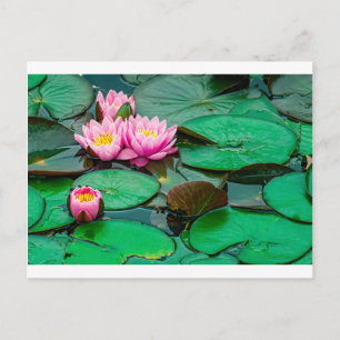 Blossom Rosa Lotus am See Postkarte
