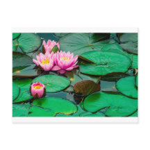 Blossom Rosa Lotus am See Postkarte