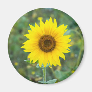 Blossom Sonnenblume Wildblume Magnet
