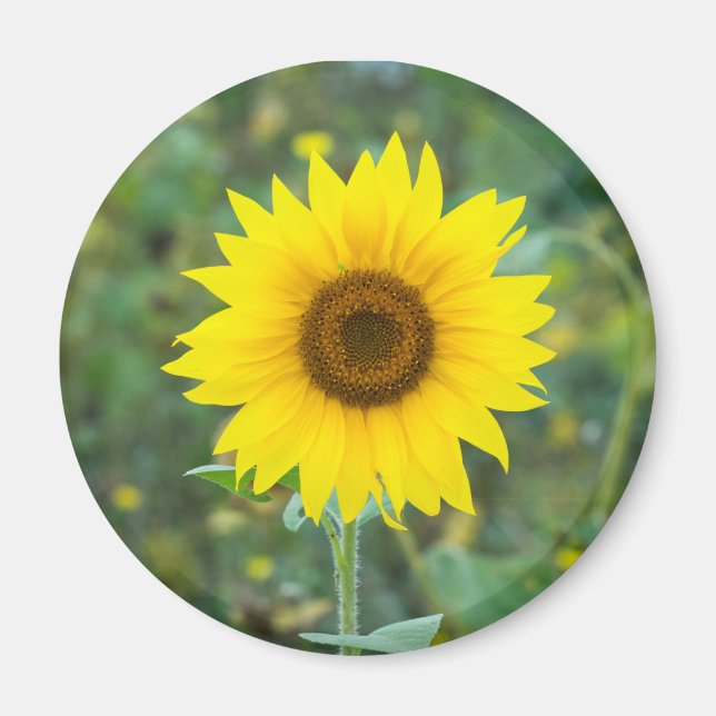 Blossom Sonnenblume Wildblume Magnet (Vorne)