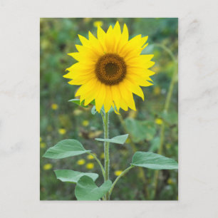 Blossom Sonnenblume Wildblume Postkarte
