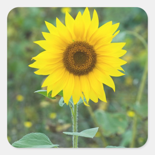 Blossom Sonnenblumen Wildblumen Quadratischer Aufkleber (Vorderseite)