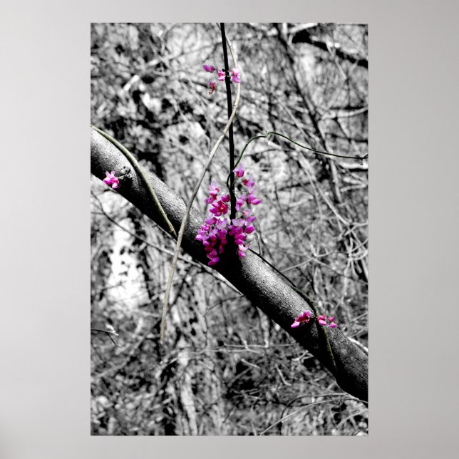 Blossoms 2 poster (Vorne)