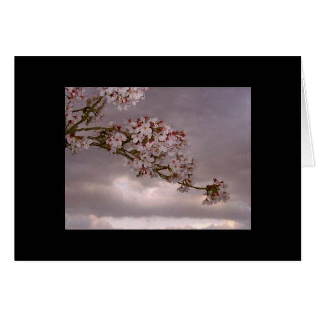 Blossoms der japanischen Card Cherry (Vorderseite (Horizontal))