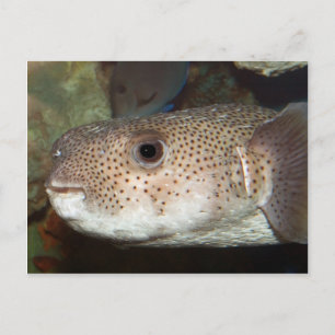 Blowfish Postkarte