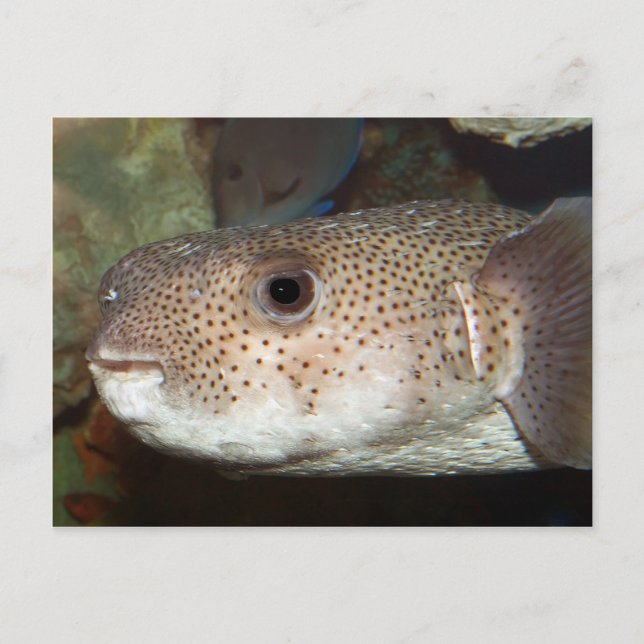 Blowfish Postkarte (Vorderseite)