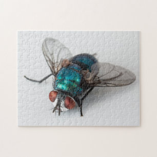 Blowfly Blue Bottle Fly Gros plan Bug Photo Puzzle