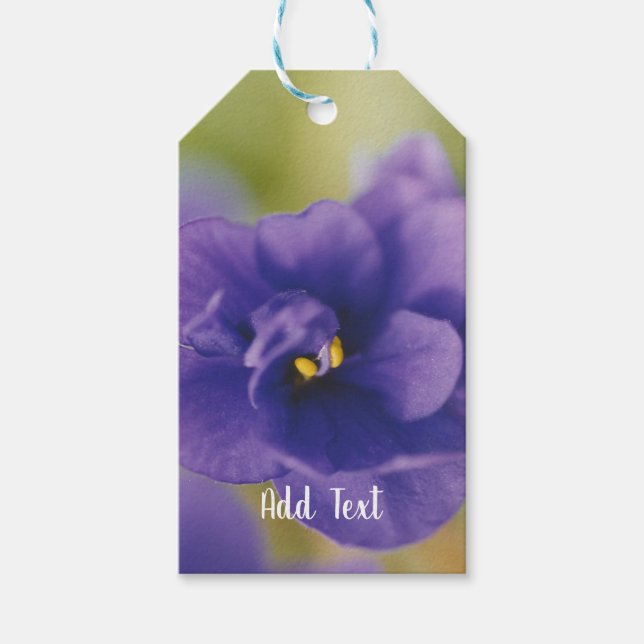 Blue African Violet Saintpaulia Geschenkanhänger (Vorderseite)