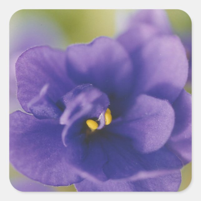 Blue African Violet Saintpaulia Quadratischer Aufkleber (Vorderseite)