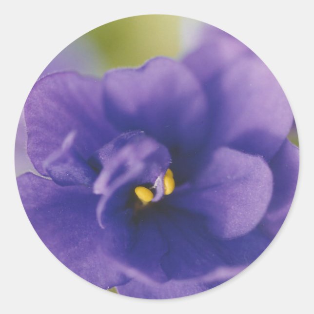 Blue African Violet Saintpaulia Runder Aufkleber (Vorderseite)