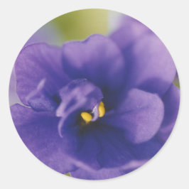 Blue African Violet Saintpaulia Runder Aufkleber