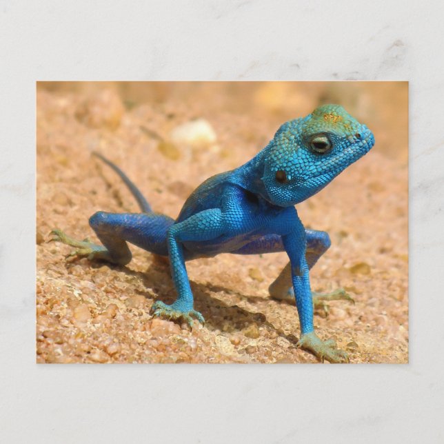 Blue Agama Sinaita Lizard Postkarte (Vorderseite)