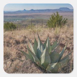 Blue Agave Fort Davis Texas Quadratischer Aufkleber