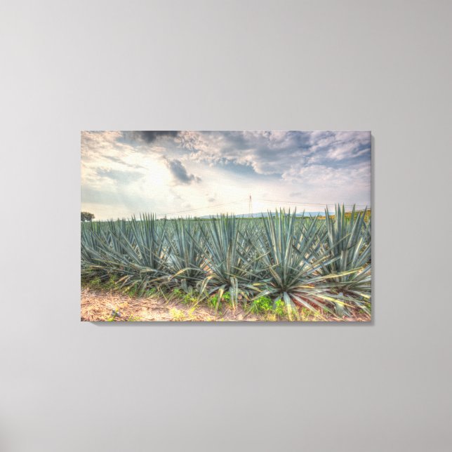 Blue Agave Leinwanddruck (Vorderseite)