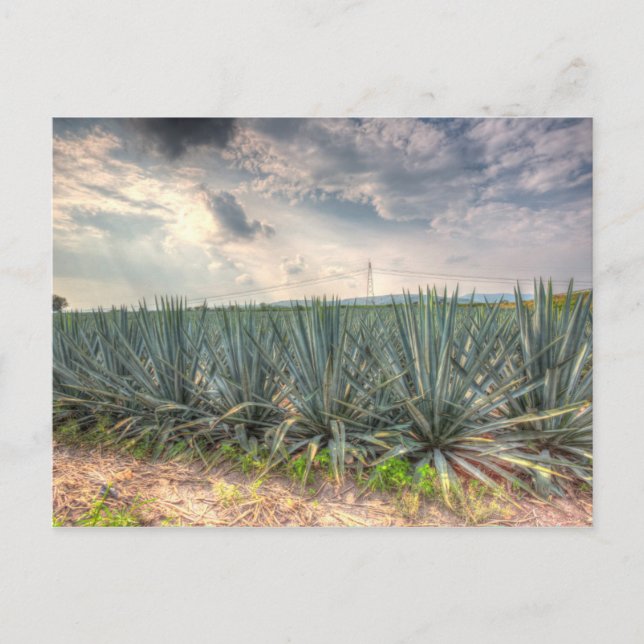 Blue Agave Postkarte (Vorderseite)